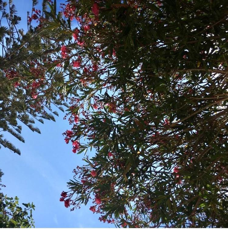 Giardino Dell'Impossibile Di Antonino Campo Lägenhet Favignana Exteriör bild